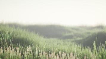 Green field with tall grass in the early morning with fog video