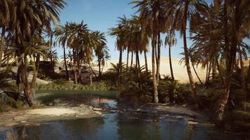 Palm trees flourish around a pool of water at a park in Palm Desert video