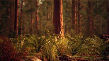 bosque alto de secuoyas en el parque nacional de yosemite video