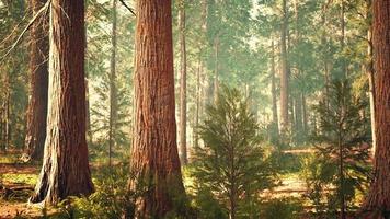 sequoie giganti nel boschetto gigante della foresta nel parco nazionale delle sequoie video