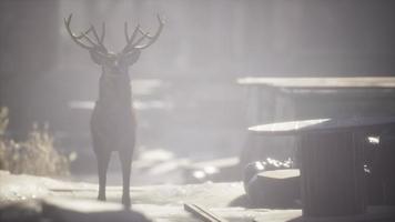 wilde herten scharrelen door de straten in een verlaten stad video