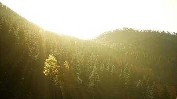 Aerial Drone View Flight over pine tree forest in Mountain at sunset video