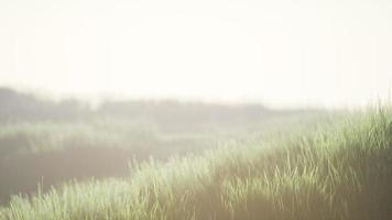 Green field with tall grass in the early morning with fog video