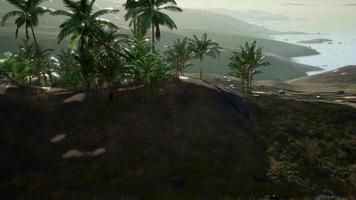 Flygfoto över palmer på sanddyner nära havet video