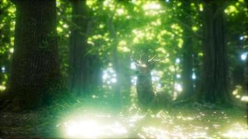 grand cerf rouge dans une forêt verte video