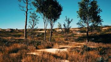 trees on patch of grass with among pine trees in the middle of the sand dunes video