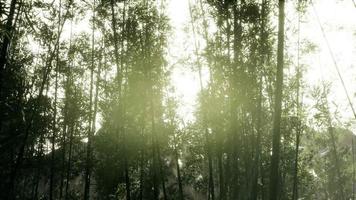 paisagem da árvore de bambu na floresta tropical, malásia video