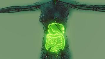 corps humain transparent avec système digestif visible video