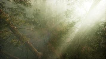 Drone breaking through the fog to show redwood and pine tree video