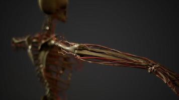 Human body blood vessel anatomy video