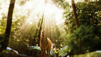 Red deer stag in forest video