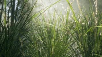 Grass flower field with soft sunlight for background. video