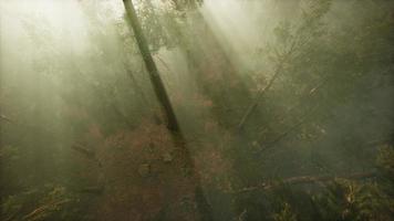 Drone breaking through the fog to show redwood and pine tree video