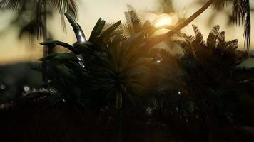 Coco palm trees tropical landscape video