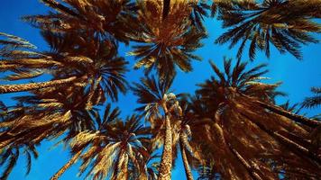 palmeiras tropicais de baixo