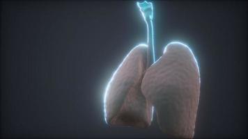 3d animation of human lungs video