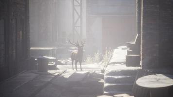 Wild deer rooming around the streets in abandoned city