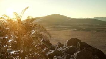 palmiers dans le désert au coucher du soleil video