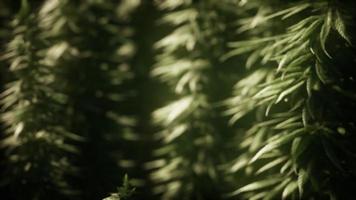 boschetti di piante di marijuana sul campo video