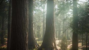 soluppgång i sequoias, allmän grant grove, sequoia nationalpark video