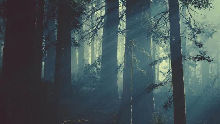Dark Forest Stock Video Footage for Free Download