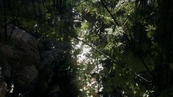 Lush green leaves of bamboo near the shore of a pond with stones. video