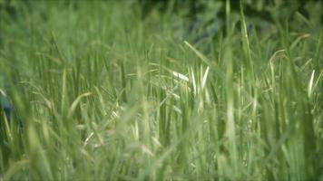 8K Bright spring grass field with sunlight video