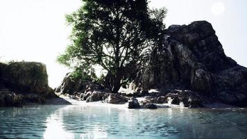 Exotic tree on a cliff near ocean video