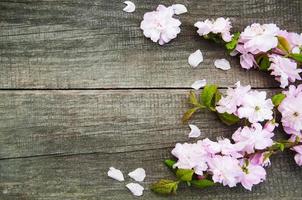 flor de sakura de primavera foto
