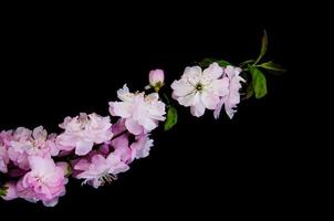 Spring sakura blossom photo