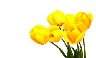 flores de tulipanes de primavera foto