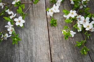 Spring cherries blossom photo