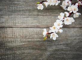 Spring apricot  blossom photo