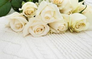 roses on a knitted white background photo