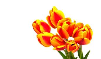 Spring tulips flowers photo