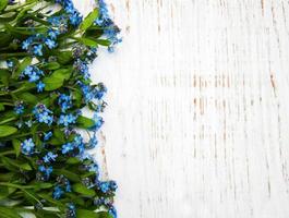 Forget me nots flowers photo