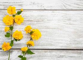 pleniflora yellow flowers photo