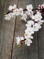 Spring apricot  blossom photo