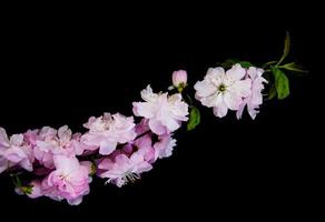 Spring sakura blossom photo