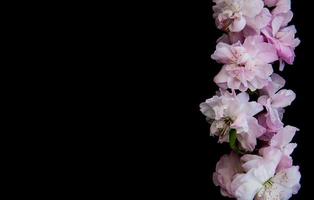 Spring sakura blossom photo