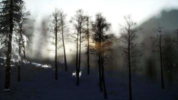 schöne Winterlandschaft in den Bergen video