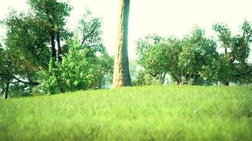 Landscape lawn in a park with trees and fresh grass video
