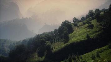 árboles verdes en el cañón al atardecer con niebla video