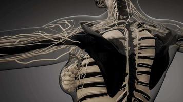 Transparent Human Body with Visible Bones video