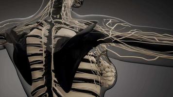 Transparent Human Body with Visible Bones video