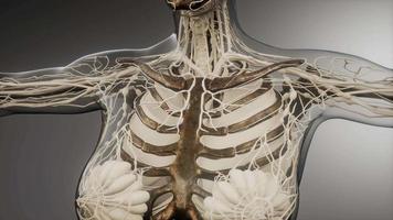 corpo humano transparente com ossos visíveis