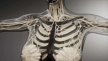transparant menselijk lichaam met zichtbare botten video