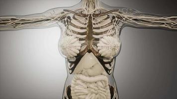 corpo humano transparente com ossos visíveis video