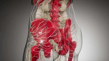 corps humain transparent avec des os visibles