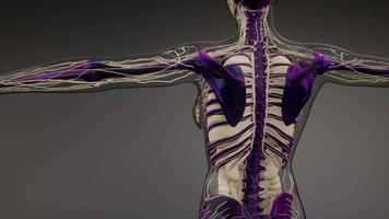 cuerpo humano transparente con huesos visibles video